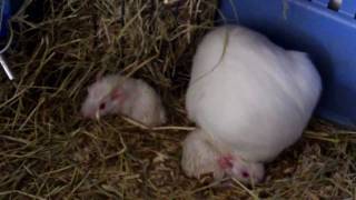 guinea pigs being born [upl. by Zuliram]