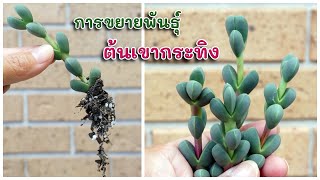 การขยายพันธุ์ ต้นเขากระทิง How to propagate Corpuscularia lehmannii [upl. by Riki]