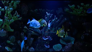 1 HOUR  Colorful Underwater World  Exploration in the Depths of Nature [upl. by Emlynne]