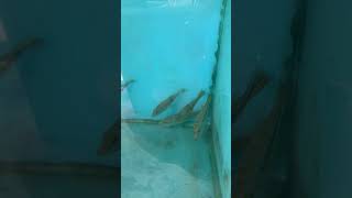 Pbass orinoco fish fishing predatortank [upl. by Sommer444]