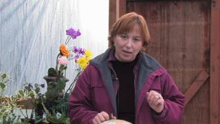 Gardening Tips amp Flowers  How to Grow Common Aubrieta Aubrieta Deltoidea [upl. by Britton]