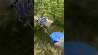 Walking with Tutty shorts short shortvideo shortsvideo love cute dog walking [upl. by Noryb]