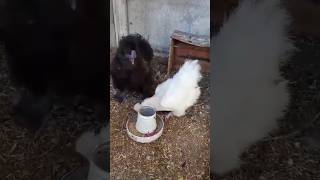 Silky Rooster and henbirds viralvideo hen [upl. by Greiner546]