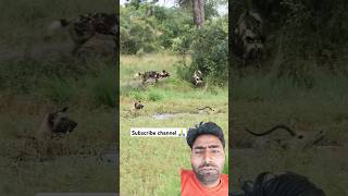 wildlife impala safari hunting animals deer shortvideo wildwildlife shortsviral shorts [upl. by Hesler]