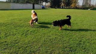 Heut war in der Hundeschule wieder großes Spielen und Toben angesagt [upl. by Stouffer856]