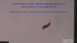 Jump of Peacock spider  Maratus splendens [upl. by Carrick564]