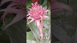 Amazing Aechmea Fasciata beautiful flowers nature [upl. by Bonny]