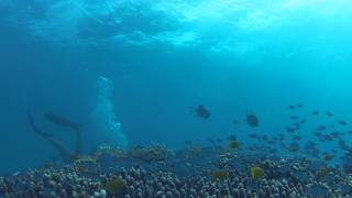 Ocean Freedom in Cairns by Grasshopper Travel [upl. by Oht89]