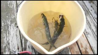 Mackerel in Maine [upl. by Lucien]