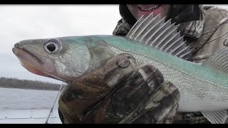 Walleye Fishing Greenbacks  Manitoba [upl. by Marentic]