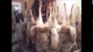 Skinning a coyote in under 3 minutes my almost top lot coyote and an update Dec 27 2013 [upl. by Watts]