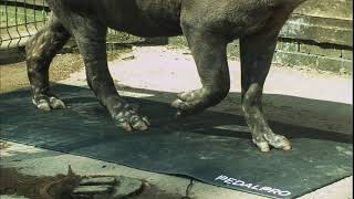 Tapir walking over pressure mat in slow motion [upl. by Kahaleel]