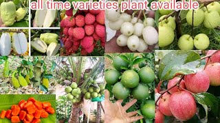 Thailand Fruit plant Order Online Thailand fruit Plant Nursery Thailand All Verity plant Available [upl. by Trescha]