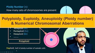 Polyploidy Euploidy Aneuploidy Ploidy number amp Numerical Chromosomal Aberrations [upl. by Annwahsal]