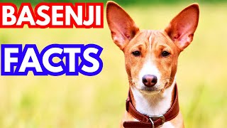 Basenji  Top 10 Facts [upl. by Nnaecyoj901]