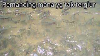 Seperti mimpi  terjebak di tengah kerajaan ikan mahseer di tengah hutan [upl. by Adeehsar]