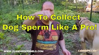 How To Collect Dog Sperm Like A Pro [upl. by Meill877]