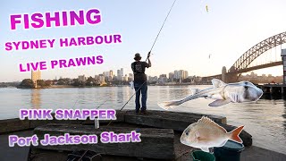 FISHING SYDNEY HARBOUR [upl. by Attoynek]