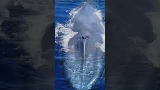 Whale Fish 2024  Whale Fish Breathing  whale fish trending shorts video viralvideo sea 1k [upl. by Gregg]