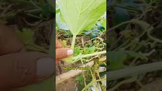 spk লাউ বড় হওয়া শুরু করেছে আলহামদুলিল্লাহ NaturalFarmingSPK MuftiNesar মুফতিনেছার [upl. by Einuj659]