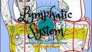 ❋ Enhanced TCells and Lymphocytes  SelfLymph Drainage  White Blood Cells  Rain Sounds [upl. by Grindlay]