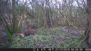 Muntjac buck scent marking [upl. by Terle166]