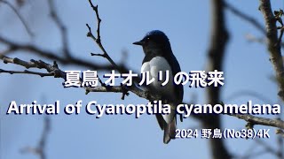 2024 野鳥No38 4K夏鳥 オオルリの飛来Arrival of Cyanoptila cyanomelana野鳥 [upl. by Yrreb]