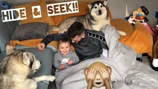 Hide amp Seek With Huskies amp Babies FUNNIEST REACTIONS EVER [upl. by Harte]