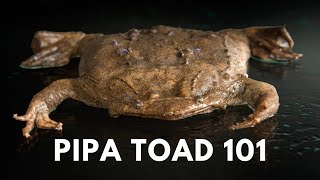 Pipa toad care Everything you need to know [upl. by Anselmo]