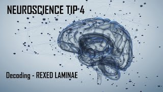 Neuroscience Tip 4  Rexed LaminaLaminae Neuroanatomy [upl. by Annay401]