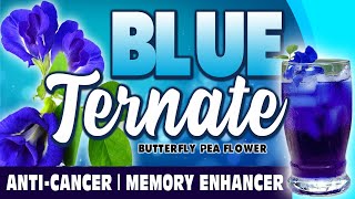 What is Blue Ternate  Blue Butterfly Pea Health Benefits [upl. by Annoyi]