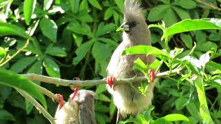 Mamma amp Baby Mousebird in my garden [upl. by Derf]