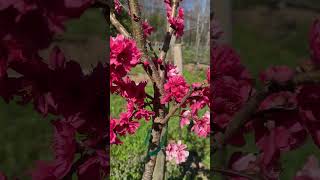 10 Flowering Fruit trees and bushes in MidMarch gardening garden flowers [upl. by Allenod]