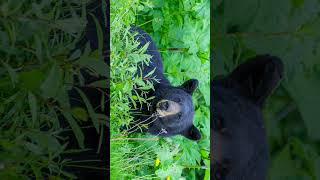 🇺🇸 Black Bear American Black Bear Ursus americanus in Bear Family  Observed in Description [upl. by Eartha]