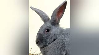 Rabbit Breed Profile  The Beveren Rabbit [upl. by Kcinimod]