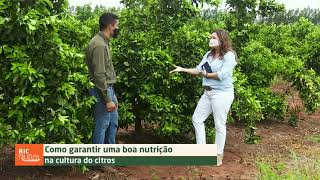 Como ter boa nutrição na cultura do citros  DICAS NA AGRICULTURA [upl. by Pachston141]