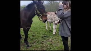 Donkey Laughs When Dog Gets Shocked By Electric Fence [upl. by Lletnom]