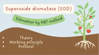 In vitro Superoxide Dismutase determination in plants by Nitro blue tetrazolium NBT method [upl. by Oine184]