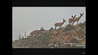 Mule Deer West End of Catalina Island 06132024 exploreorg [upl. by Gauldin]