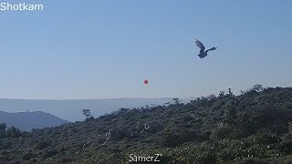 Shotkam  GoPro quailsong thrush hunting 2019 [upl. by Akehsar]