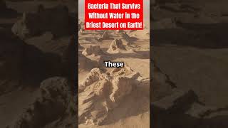 Bacteria That Survive Without Water in the Driest Desert on Earth [upl. by Lorianna]