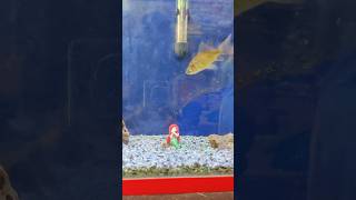 fish chichlid aquarium cichlid fishtank dwarfcichlid goldfish breedingtank [upl. by Tiras71]