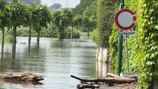 200524 Hochwasser am Rhein [upl. by Garneau]