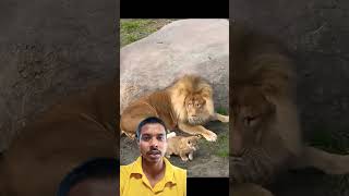 Sher dar Gaya Apne bacche Ko dekhkar lioncubs animals wildlife [upl. by Terpstra]