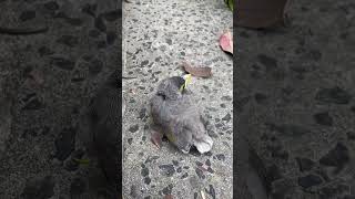 Found a baby noisy miner bird when we went for our morning walk We returned it to the tree [upl. by Garrot]