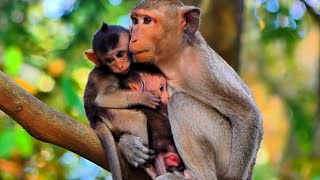 Very nice of baby monkey got warm by little baby monkey strong hugging long time [upl. by Ahseenal]