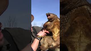 Coyote Peterson Snapping Turtles [upl. by Damal]