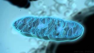 How Mitochondria Produce Energy [upl. by Abey663]