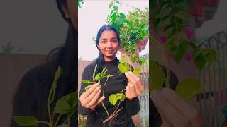 এই অদ্ভুত গাছ নিয়ে পড়লাম বিপদেhomegardenbengaliminivlog plants gardeninggardeningtips [upl. by Attiuqihc]