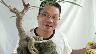 BONSAI UPDATE  FICUS SALICARIA ON THE CAVE  BONSAI PROPAGATION  MARCOT [upl. by Kcire]